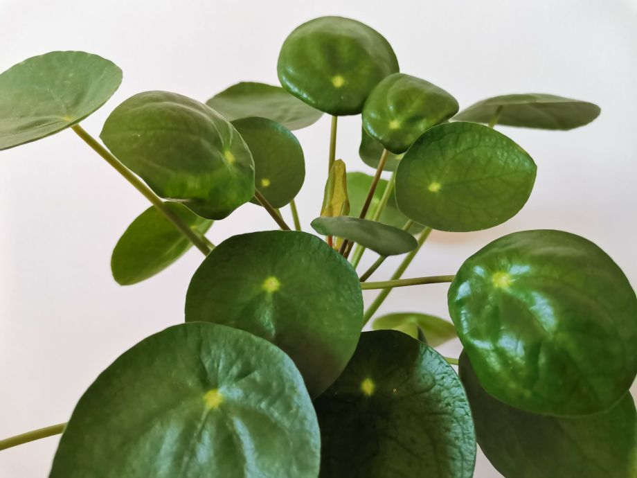 Pilea Peperiomioides