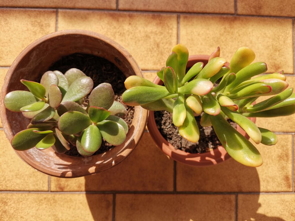 La tua crassula di compagnia