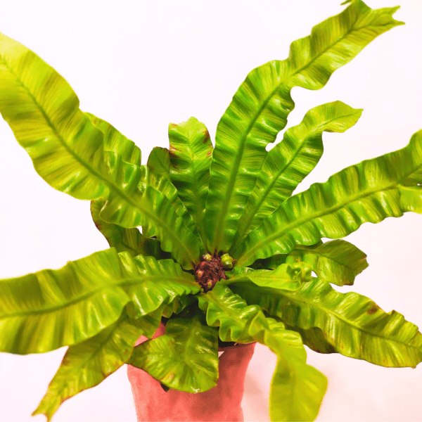 Asplenium Nidus Crispy Wave