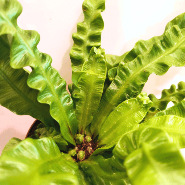 Asplenium Nidus Crispy Wave - immagine 2