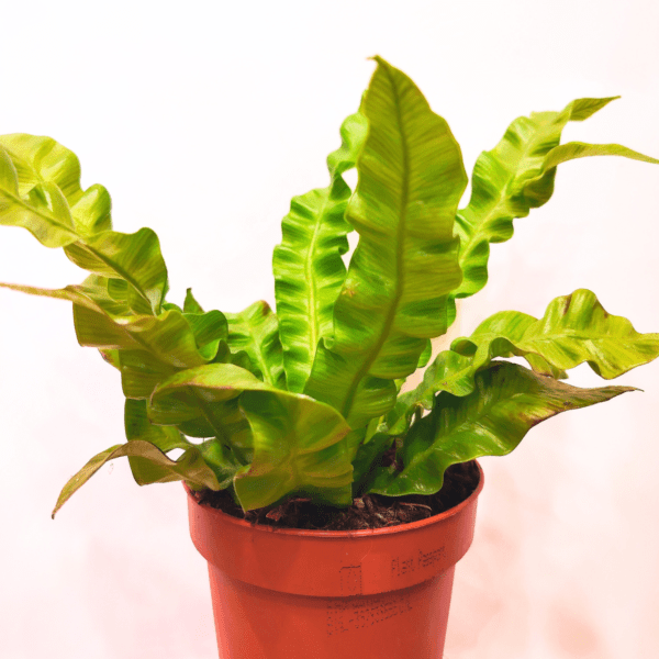 Asplenium Nidus Crispy Wave - immagine 3