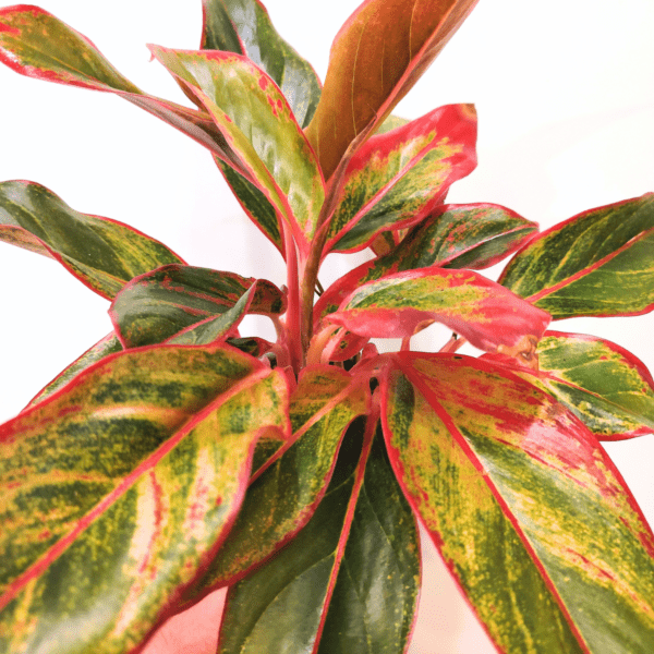 Aglaonema Crete