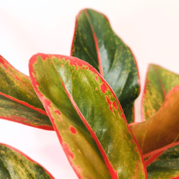 Aglaonema Crete - immagine 2