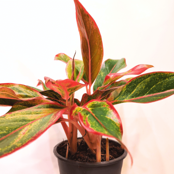 Aglaonema Crete - immagine 3