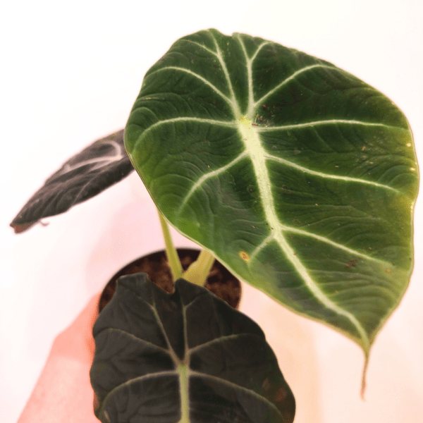 Alocasia Black Velvet