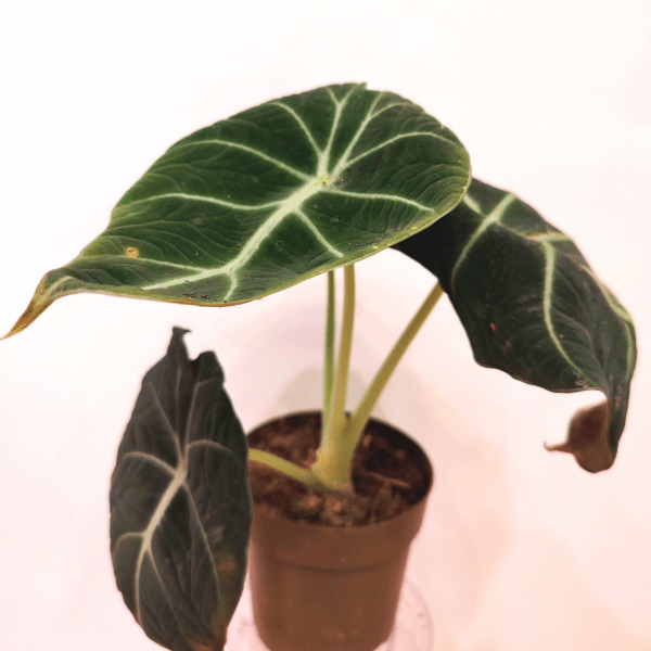 Alocasia Black Velvet - immagine 3