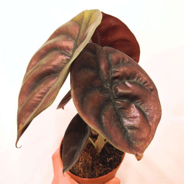 Alocasia Cuprea Red Secret