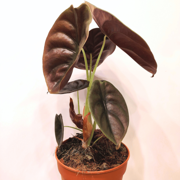 Alocasia Cuprea Red Secret - immagine 3