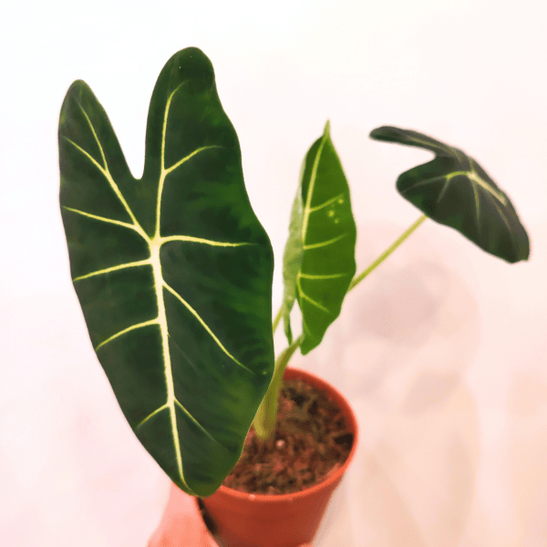 Alocasia Frydek - immagine 3