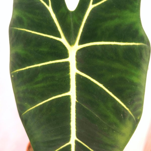 Alocasia Frydek - immagine 2