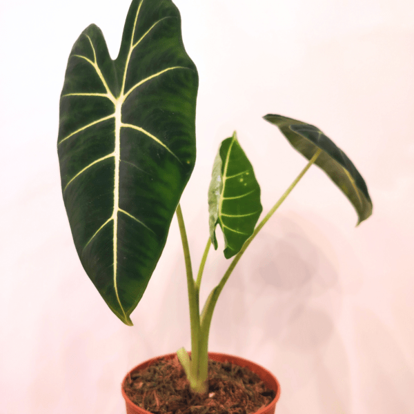 Alocasia Frydek