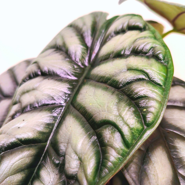 Alocasia Silver Dragon - immagine 2