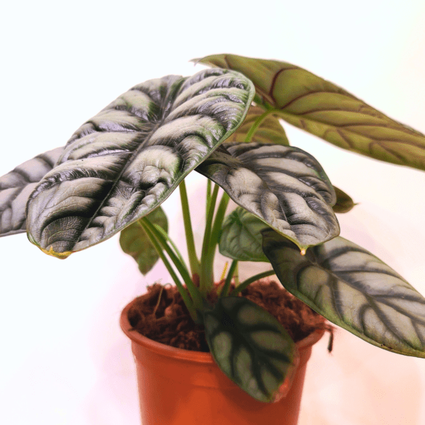 Alocasia Silver Dragon - immagine 3