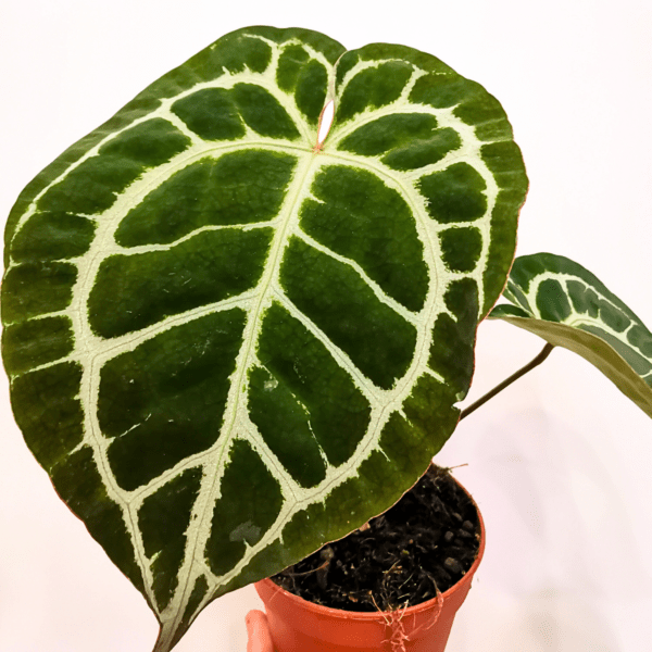 Anthurium Crystallinum