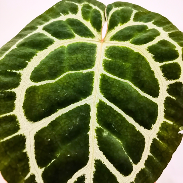 Anthurium Crystallinum - immagine 2