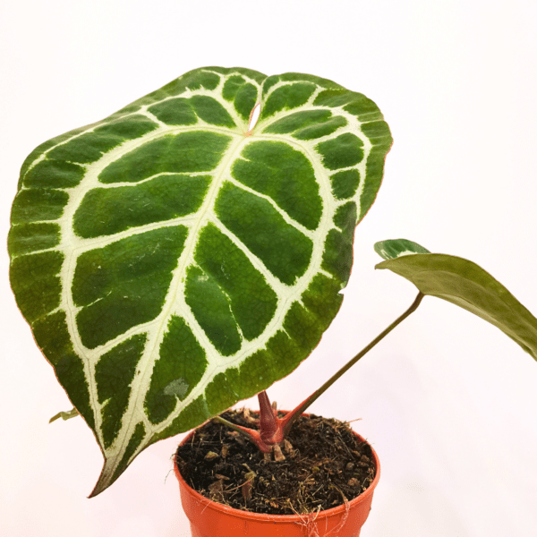 Anthurium Crystallinum - immagine 3