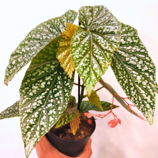 Begonia Albopicta