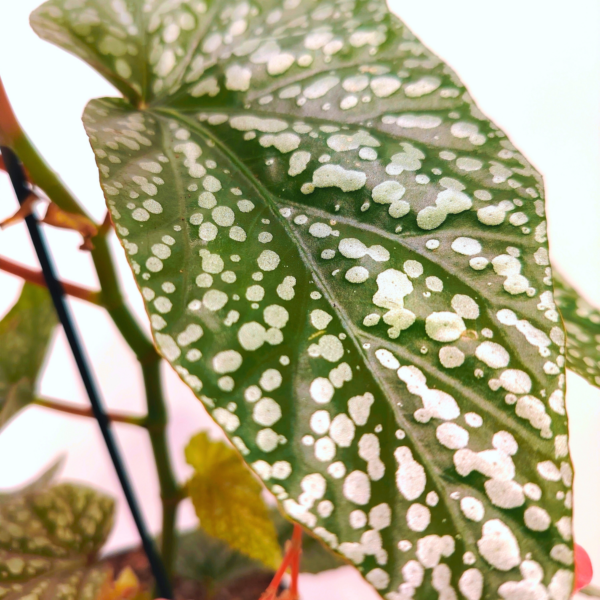 Begonia Albopicta - immagine 2