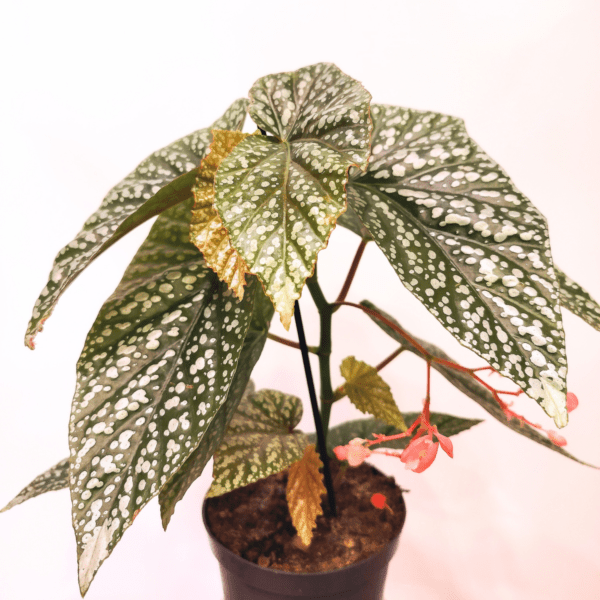 Begonia Albopicta - immagine 3