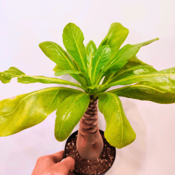 Brighamia Insignis