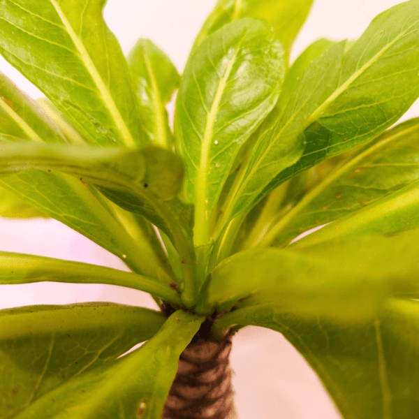 Brighamia Insignis - immagine 2