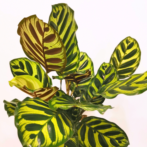 Calathea Makoyana