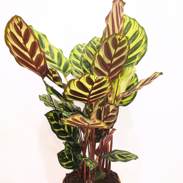 Calathea Makoyana - immagine 3