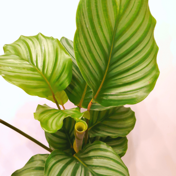 Calathea Orbifolia