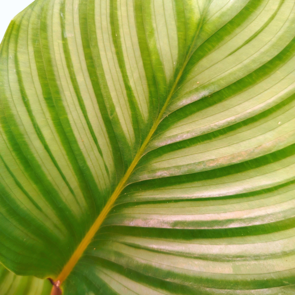 Calathea Orbifolia - immagine 2