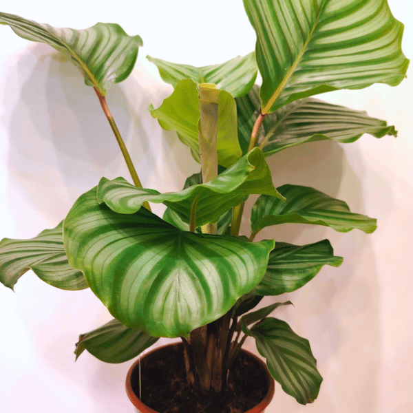 Calathea Orbifolia - immagine 3