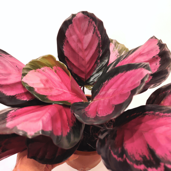 Calathea Roseopicta Crimson