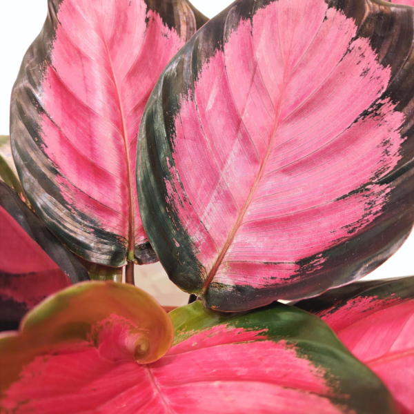 Calathea Roseopicta Crimson - immagine 2