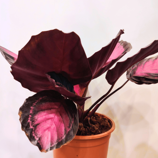 Calathea Roseopicta Crimson - immagine 3