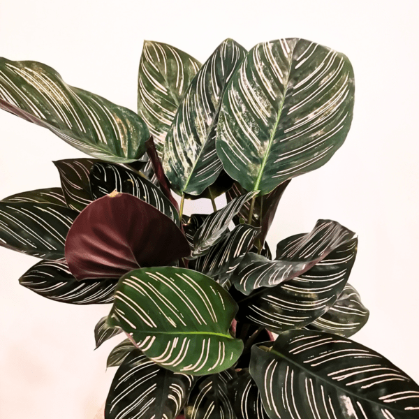 Calathea Sanderiana Ornata