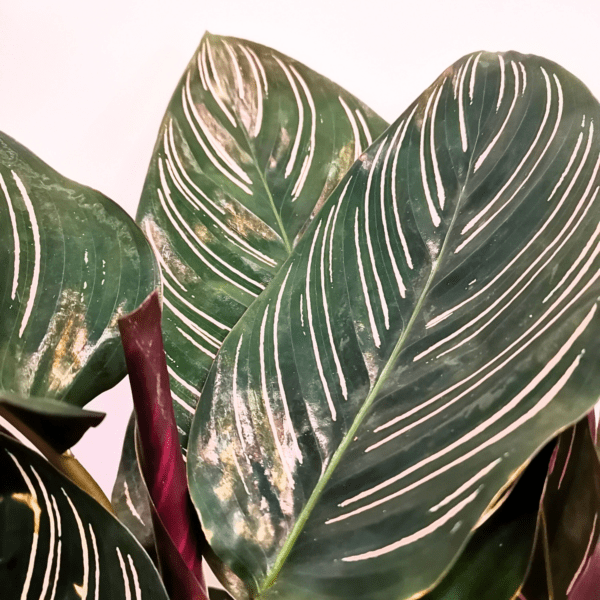 Calathea Sanderiana Ornata - immagine 2