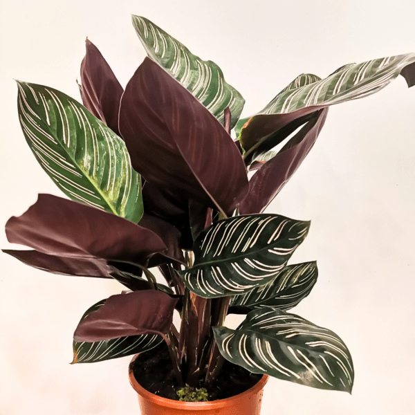 Calathea Sanderiana Ornata - immagine 3