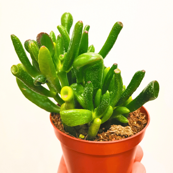 Crassula Ovata Hobbit