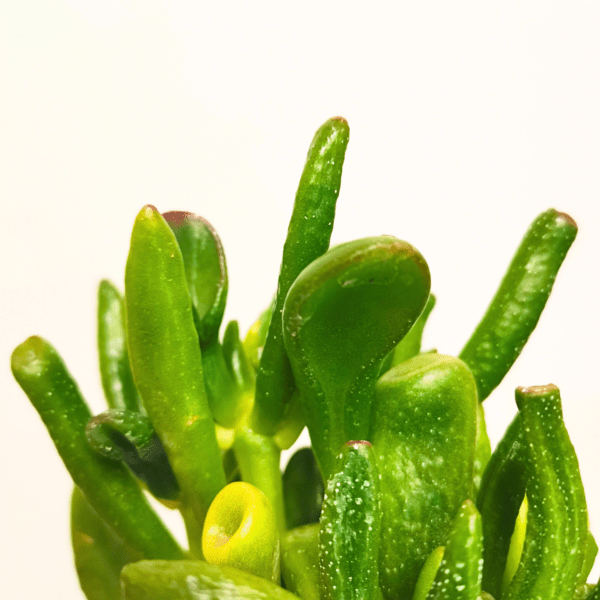 Crassula Ovata Hobbit - immagine 2