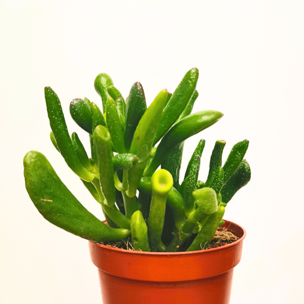 Crassula Ovata Hobbit - immagine 3