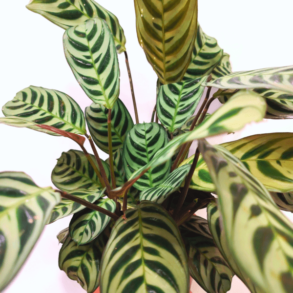 Ctenanthe Burle-Marxii