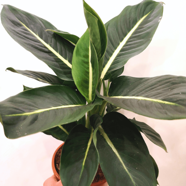 Dieffenbachia Green Magic