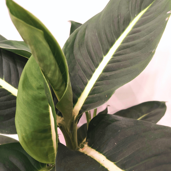 Dieffenbachia Green Magic - immagine 2