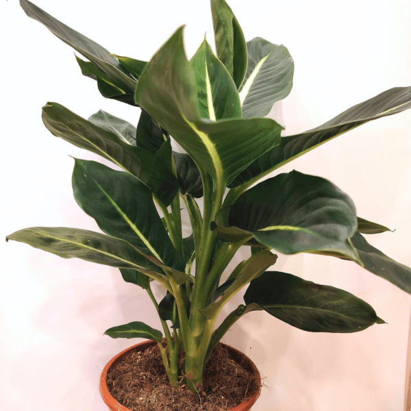 Dieffenbachia Green Magic - immagine 3