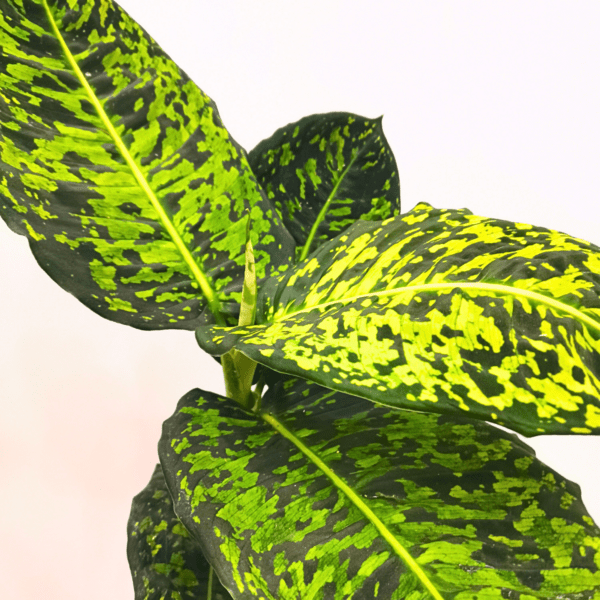 Dieffenbachia Reflector