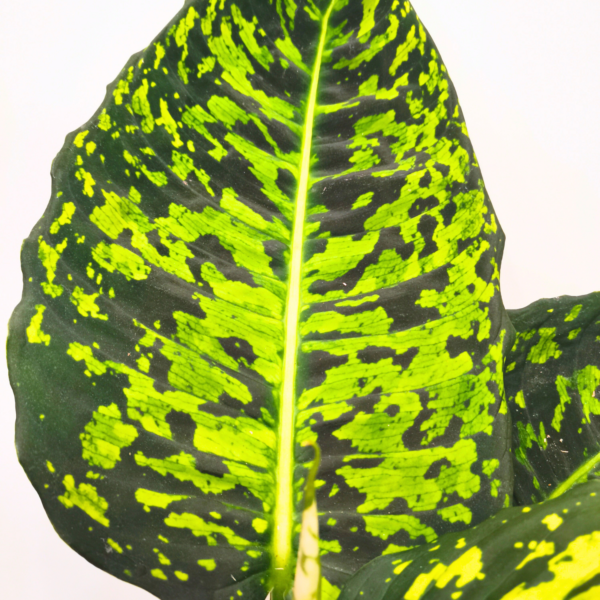 Dieffenbachia Reflector - immagine 2