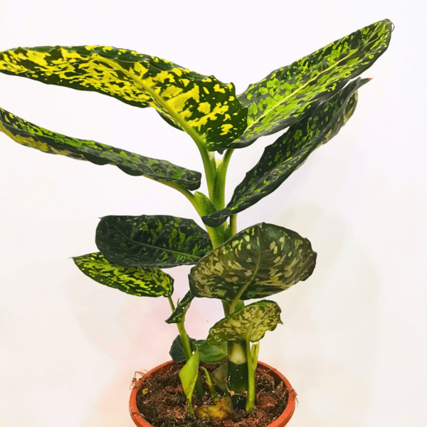 Dieffenbachia Reflector - immagine 3