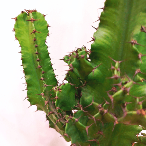 Euphorbia Abyssinica o Eritrea - immagine 2