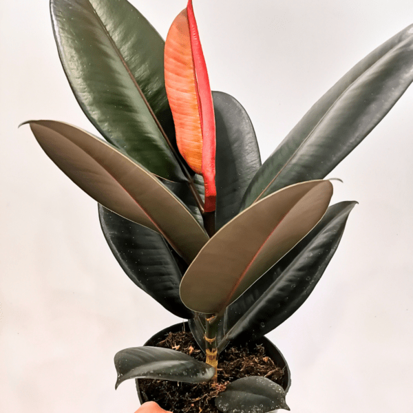 Ficus Elastica Abidjan