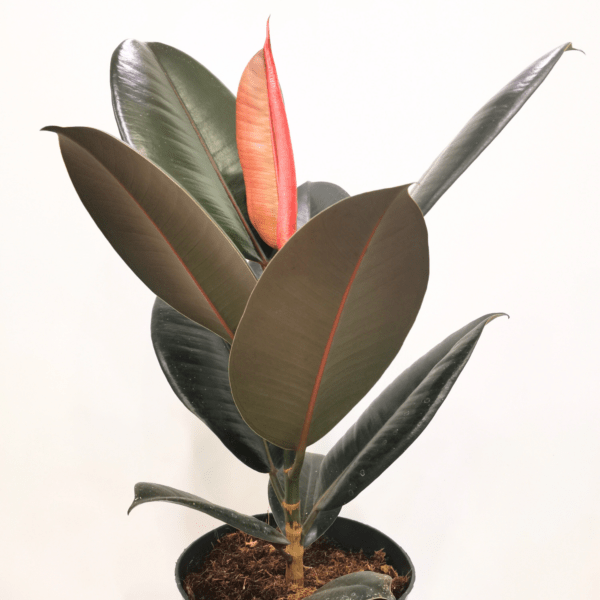 Ficus Elastica Abidjan - immagine 3