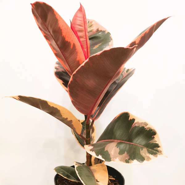 Ficus Elastica Belize - immagine 3